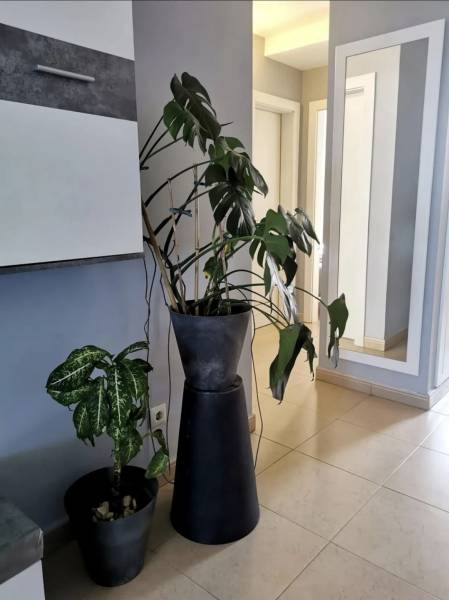 APARTAMENTO EN ROQUE DEL CONDE 
